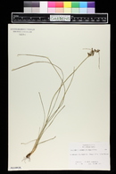 Fimbristylis caroliniana image