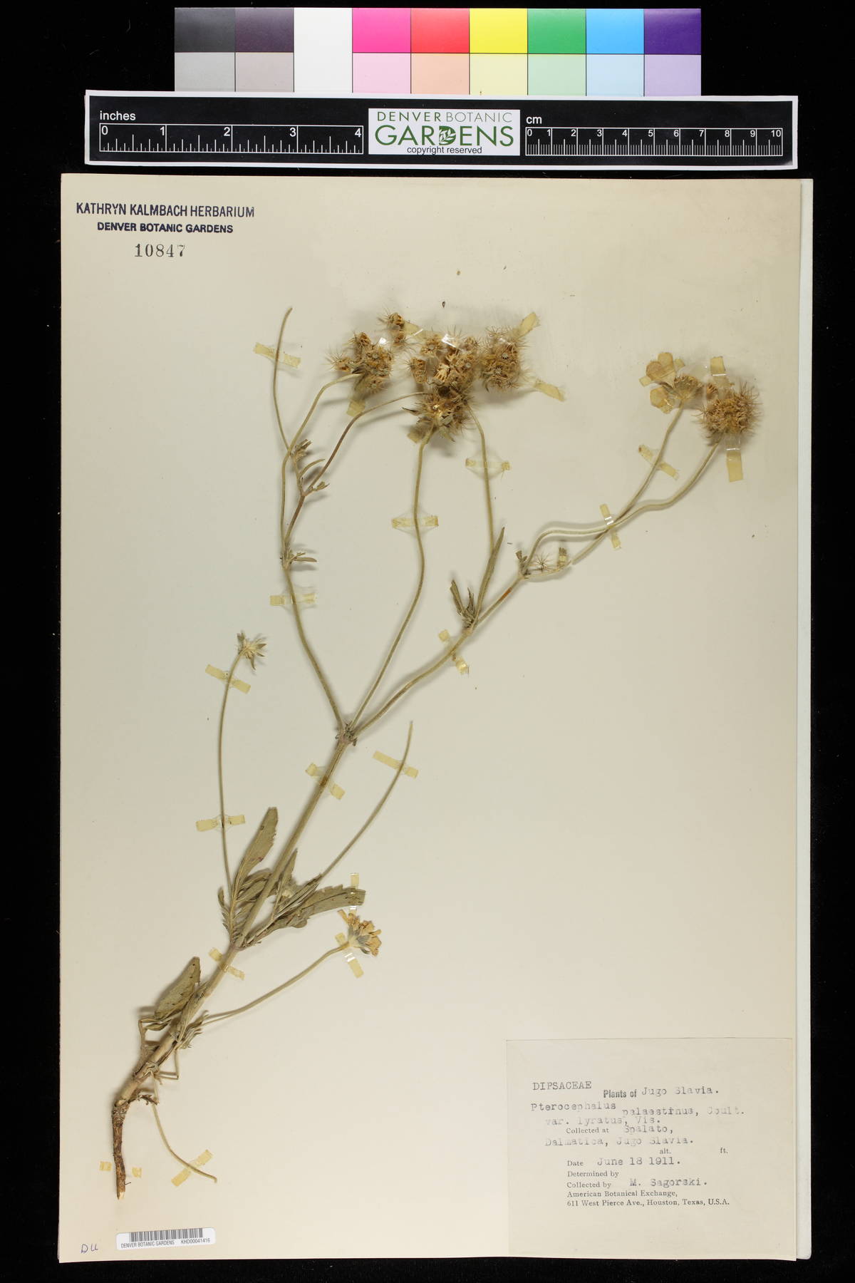 Lomelosia palestina image