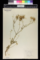 Image of Lomelosia palestina