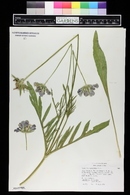 Scabiosa caucasica image