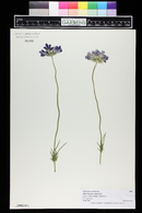 Scabiosa caucasica image