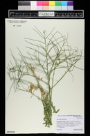 Sisymbrium altissimum image