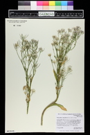 Thelypodium integrifolium image