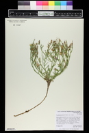 Lygodesmia juncea image