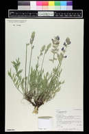 Oxytropis lambertii var. bigelovii image