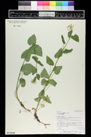 Cardamine cordifolia image