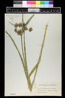 Schoenoplectus fluviatilis image
