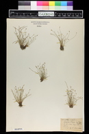 Scirpus setaceus image