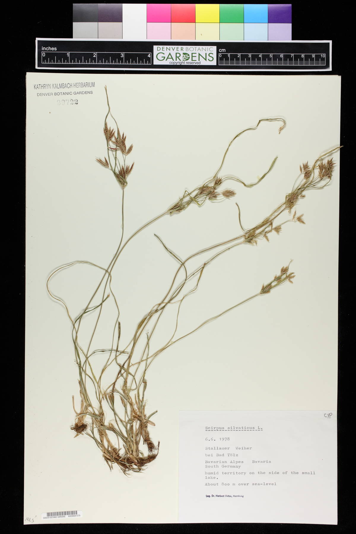 Scirpus sylvaticus image