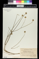 Image of Cephalaria transylvanica