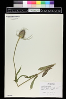 Dipsacus fullonum image