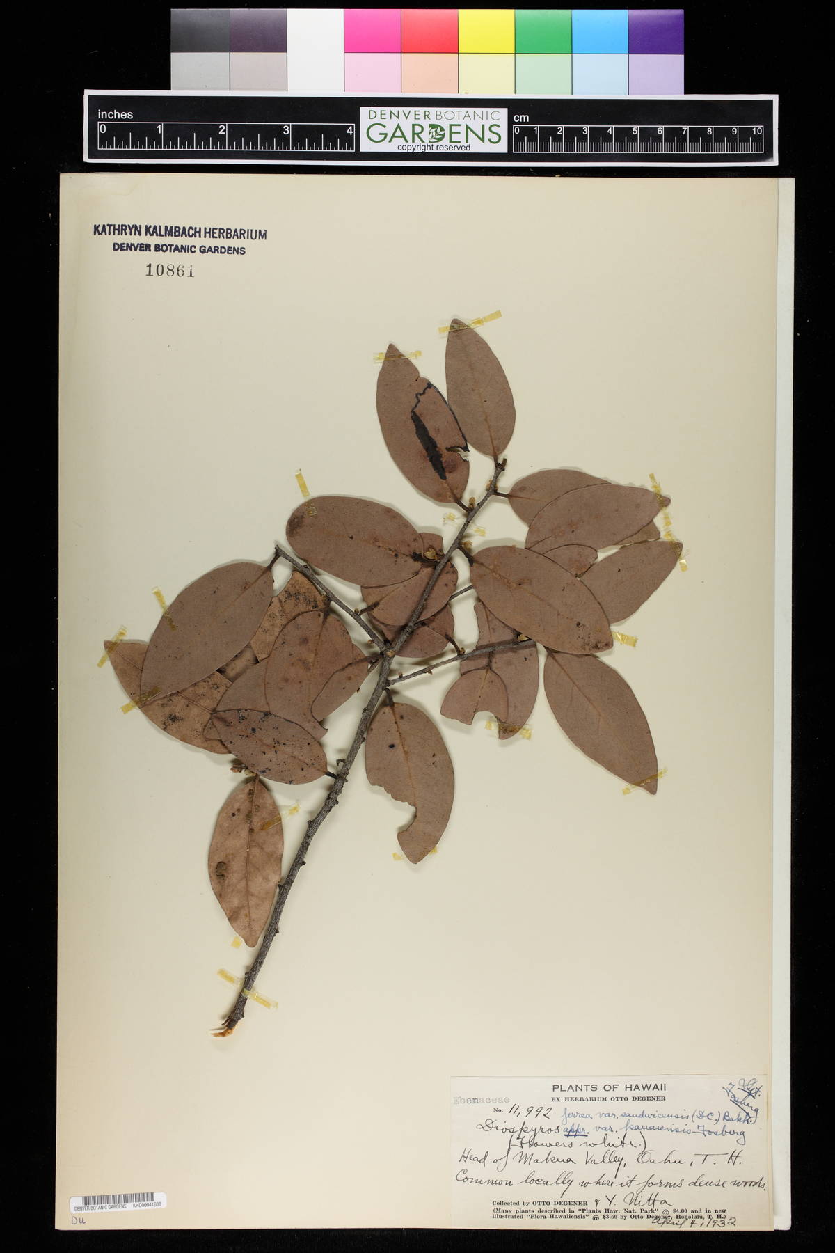 Diospyros kamerunensis image