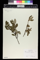 Shepherdia canadensis image