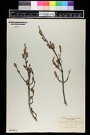 Shepherdia canadensis image