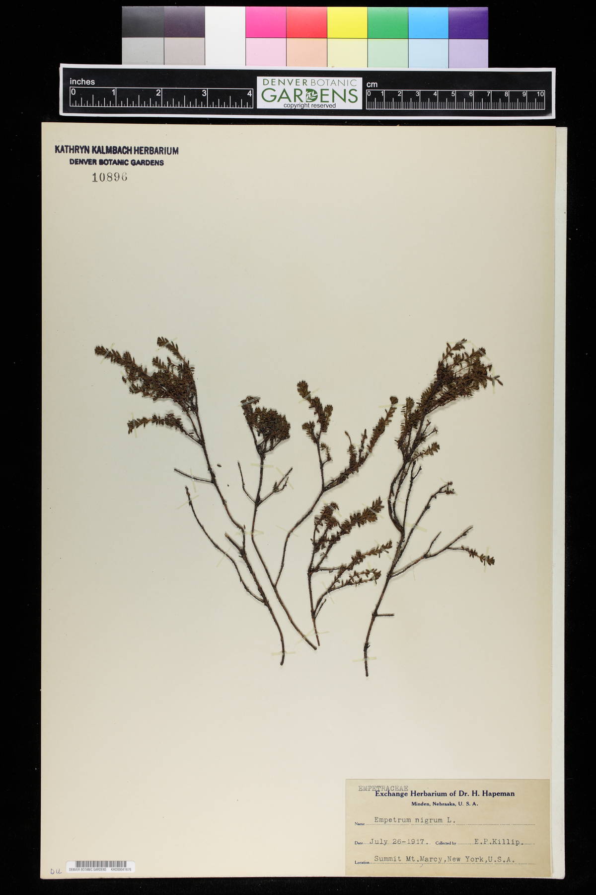 Empetrum nigrum image