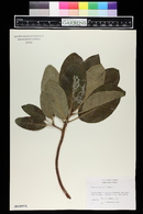 Arbutus menziesii image