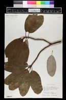 Arbutus menziesii image