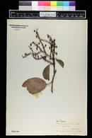 Arbutus menziesii image
