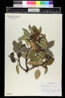 Arbutus xalapensis image