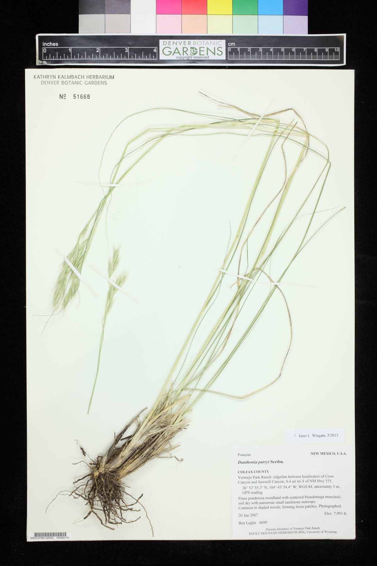 Danthonia parryi image