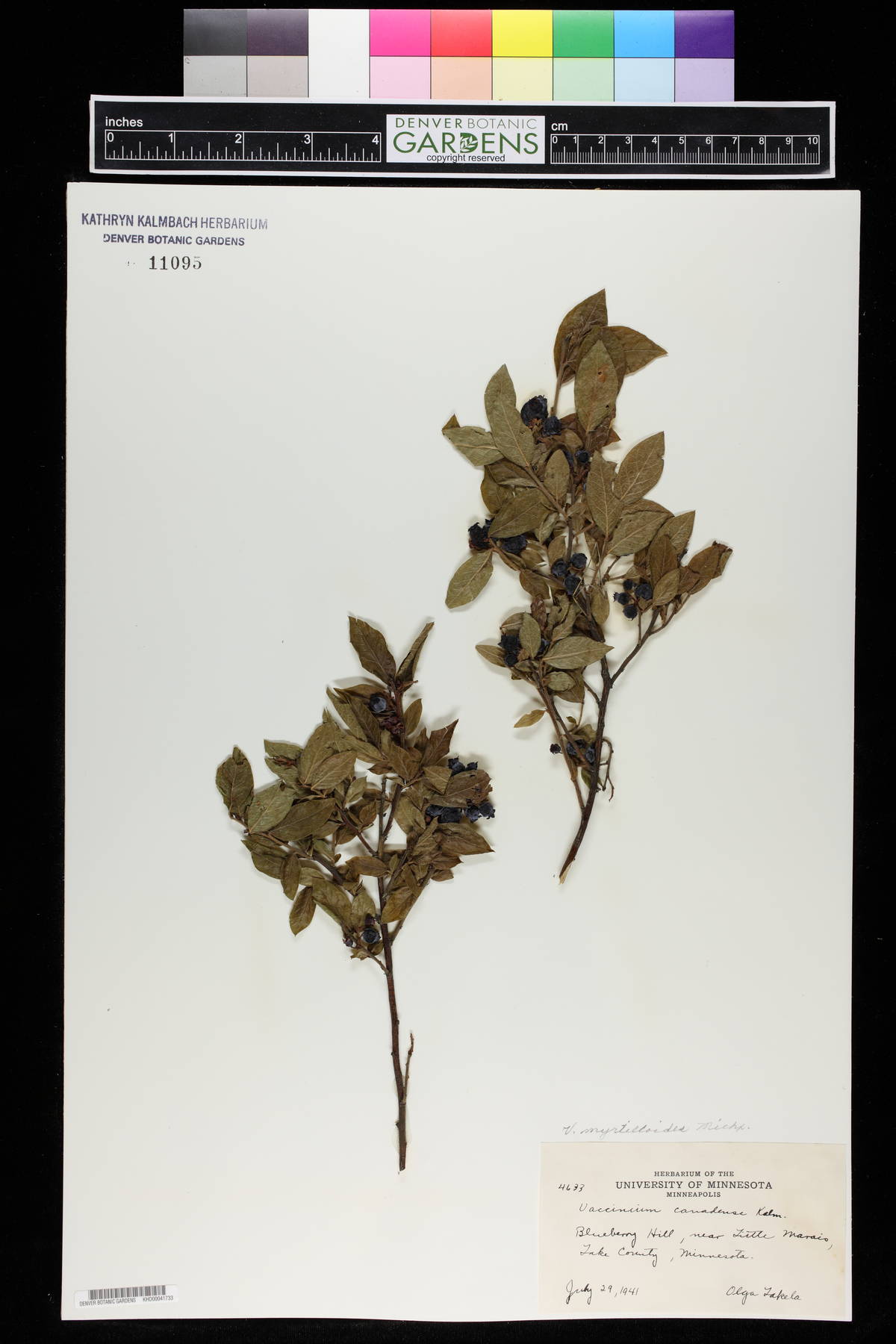 Vaccinium canadense image