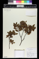 Arctostaphylos manzanita image