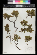 Arctostaphylos nevadensis image