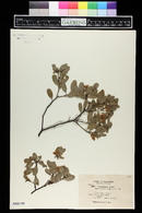 Arctostaphylos silvicola image