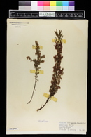 Calluna vulgaris image