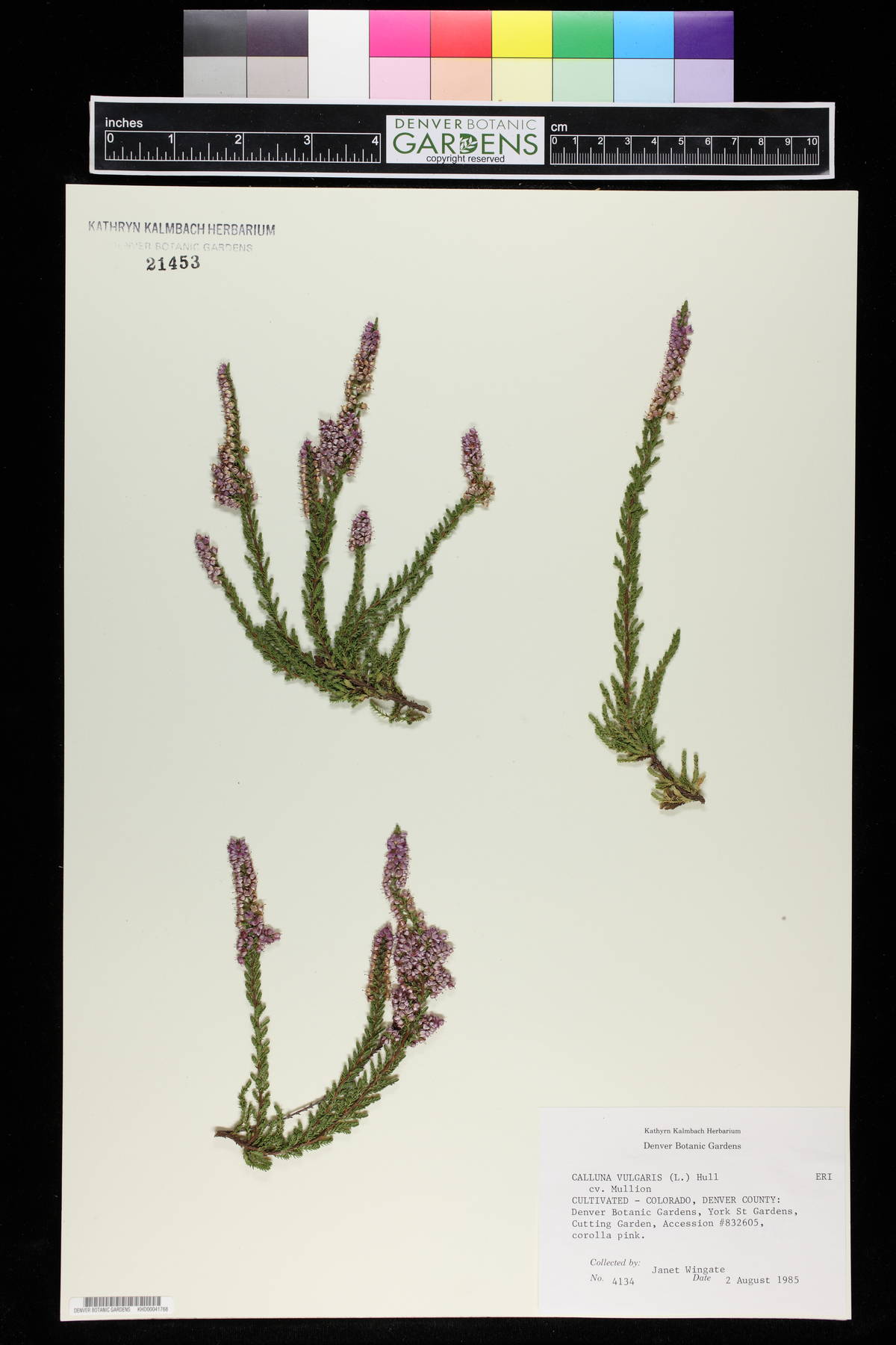 Calluna vulgaris image