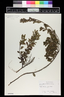 Arctostaphylos uva-ursi image