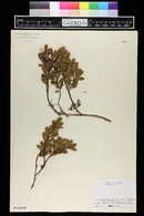 Arctostaphylos uva-ursi image