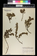 Arctostaphylos uva-ursi image