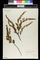 Chamaedaphne calyculata image