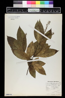 Oxydendrum arboreum image