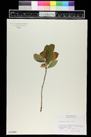 Rhododendron albiflorum image