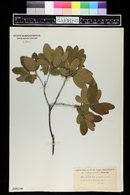 Rhododendron canadense image