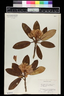 Rhododendron catawbiense image