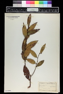 Leucothoe axillaris image