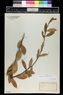 Lyonia lucida image