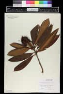 Rhododendron macrophyllum image