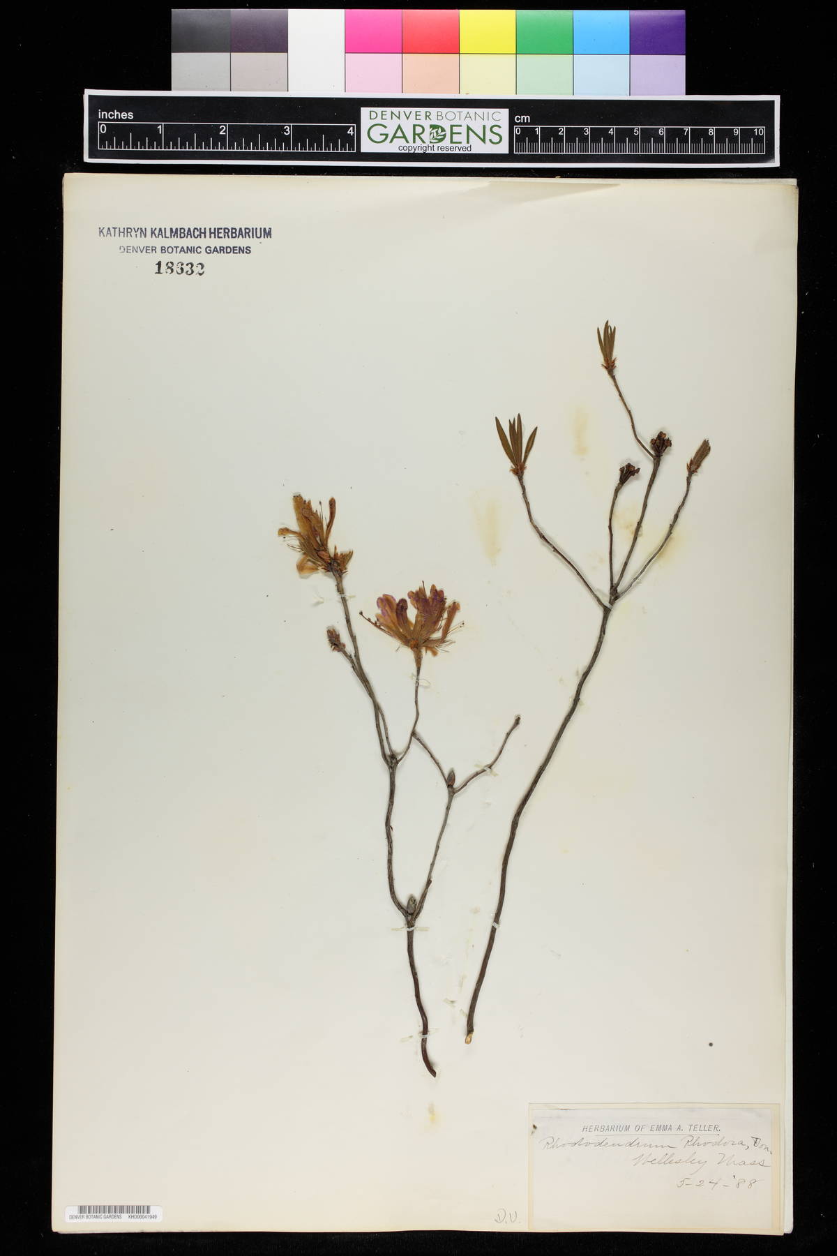 Rhododendron rhodora image