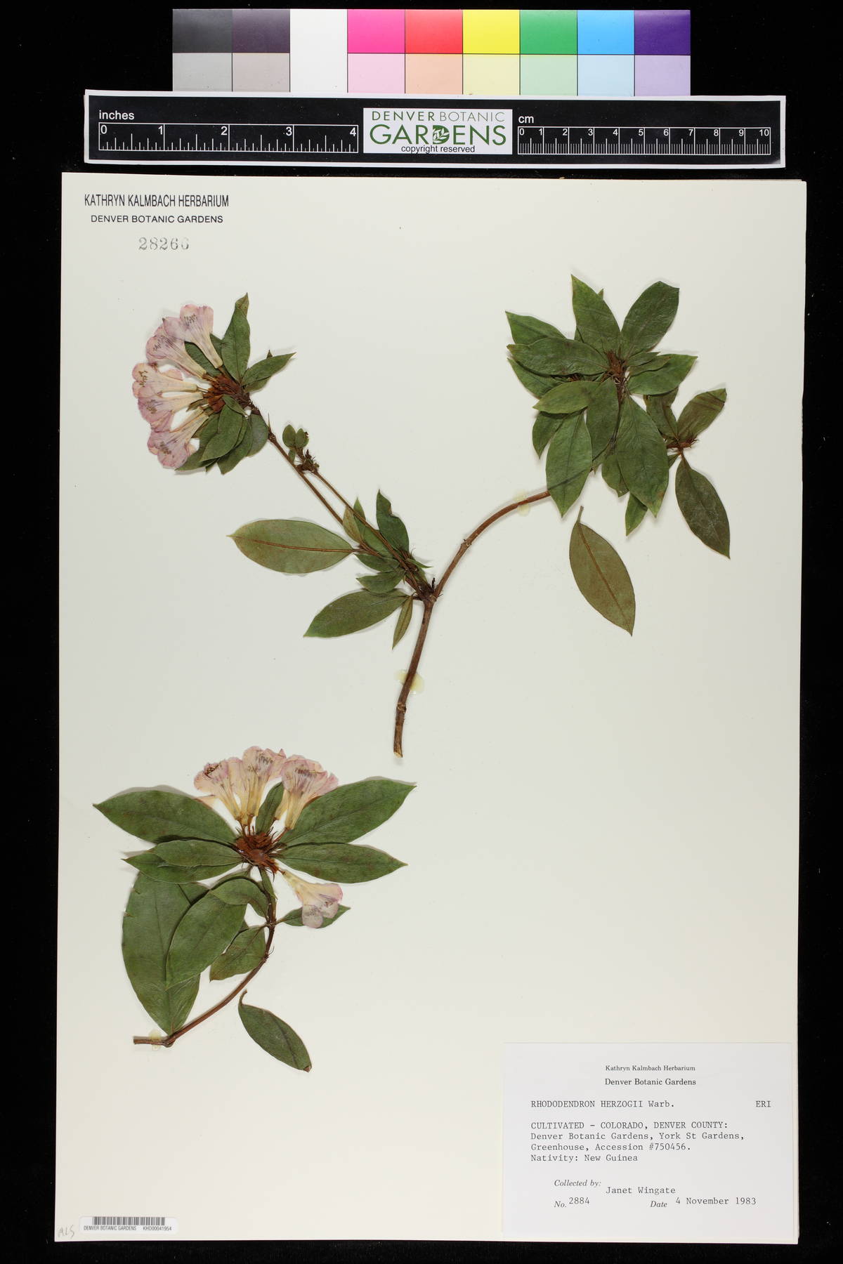 Rhododendron herzogii image