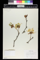 Rhododendron japonicum image