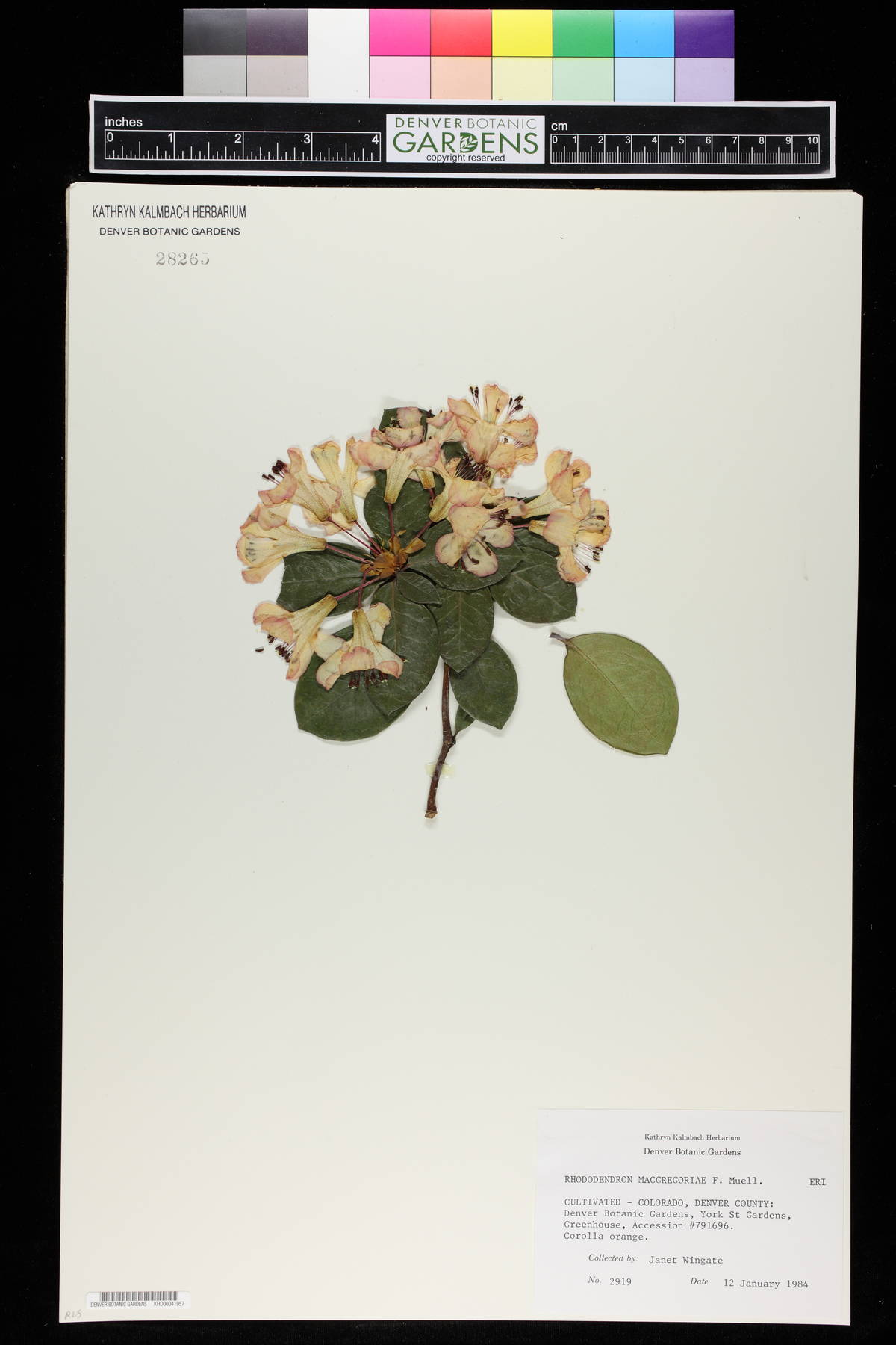 Rhododendron macgregoriae image