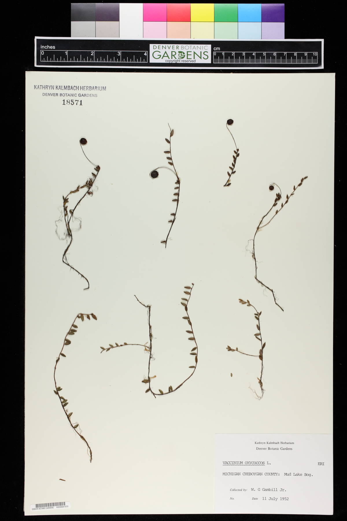 Vaccinium oxycoccos image