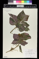 Acalypha wilkesiana image