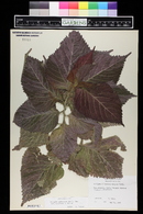 Acalypha wilkesiana image