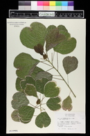 Acalypha wilkesiana image