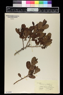 Zenobia cassinefolia image